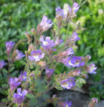Chaenorrhinum origanifolium 'Blue Dream'